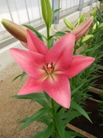 [4041 Tropic Diamond No02.JPG]